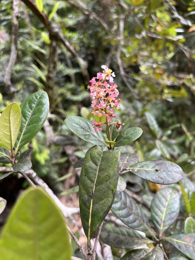Almendrillo