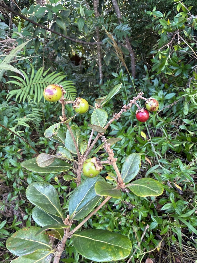 Almendrillo photo 4