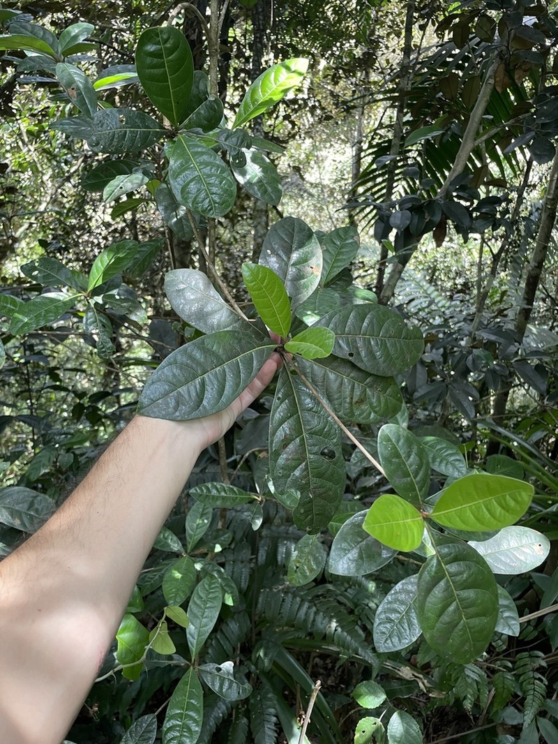 Almendrillo photo 6