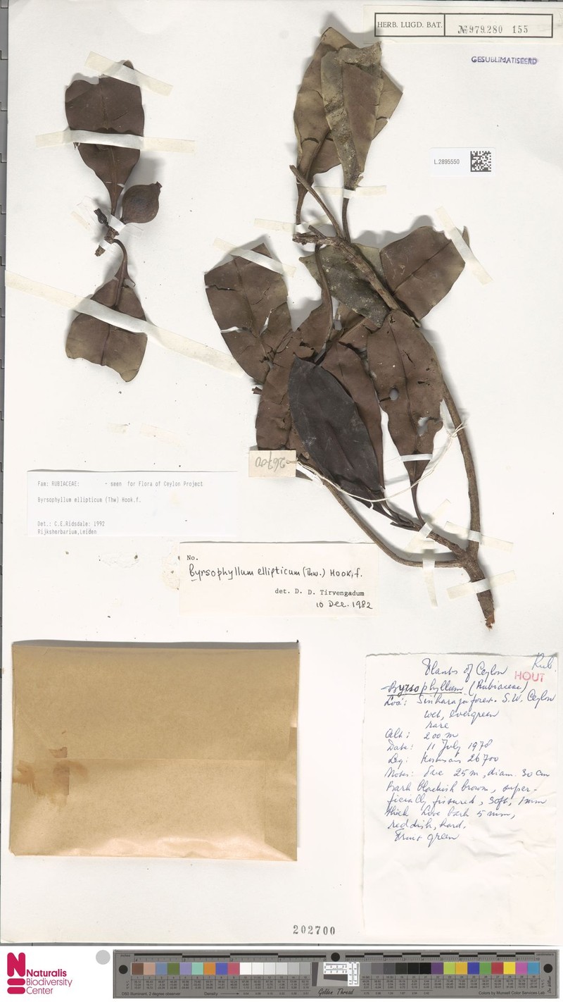 Byrsophyllum ellipticum