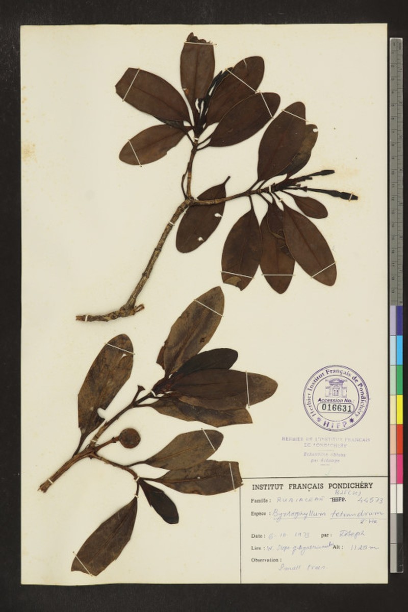 Byrsophyllum tetrandrum