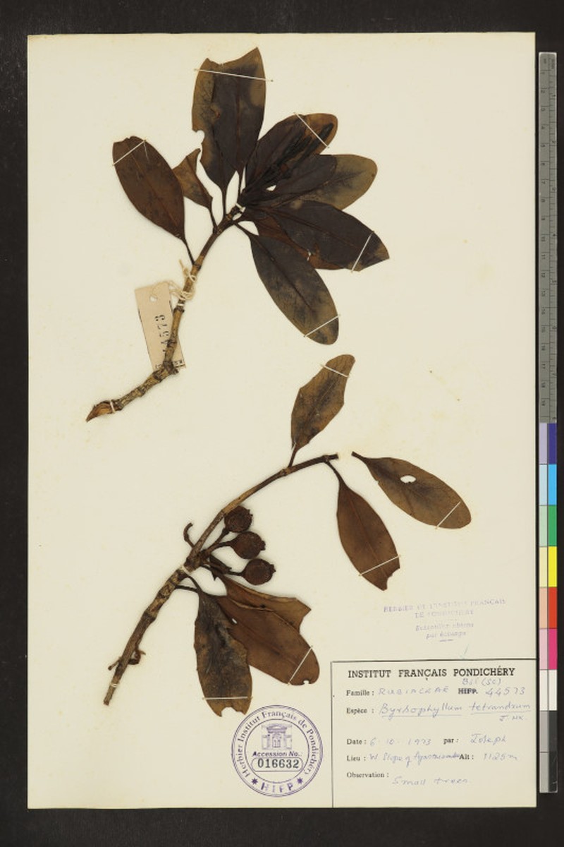 Byrsophyllum tetrandrum photo 2