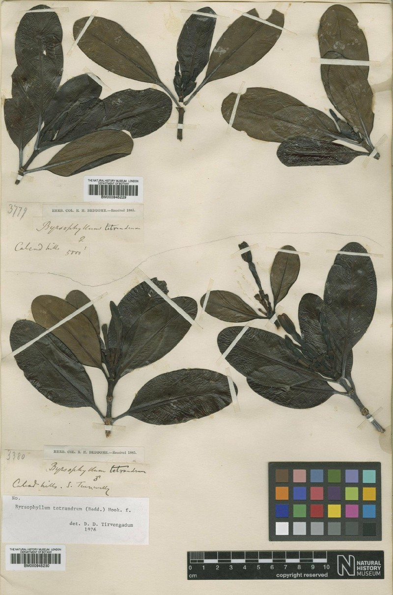 Byrsophyllum tetrandrum photo 3