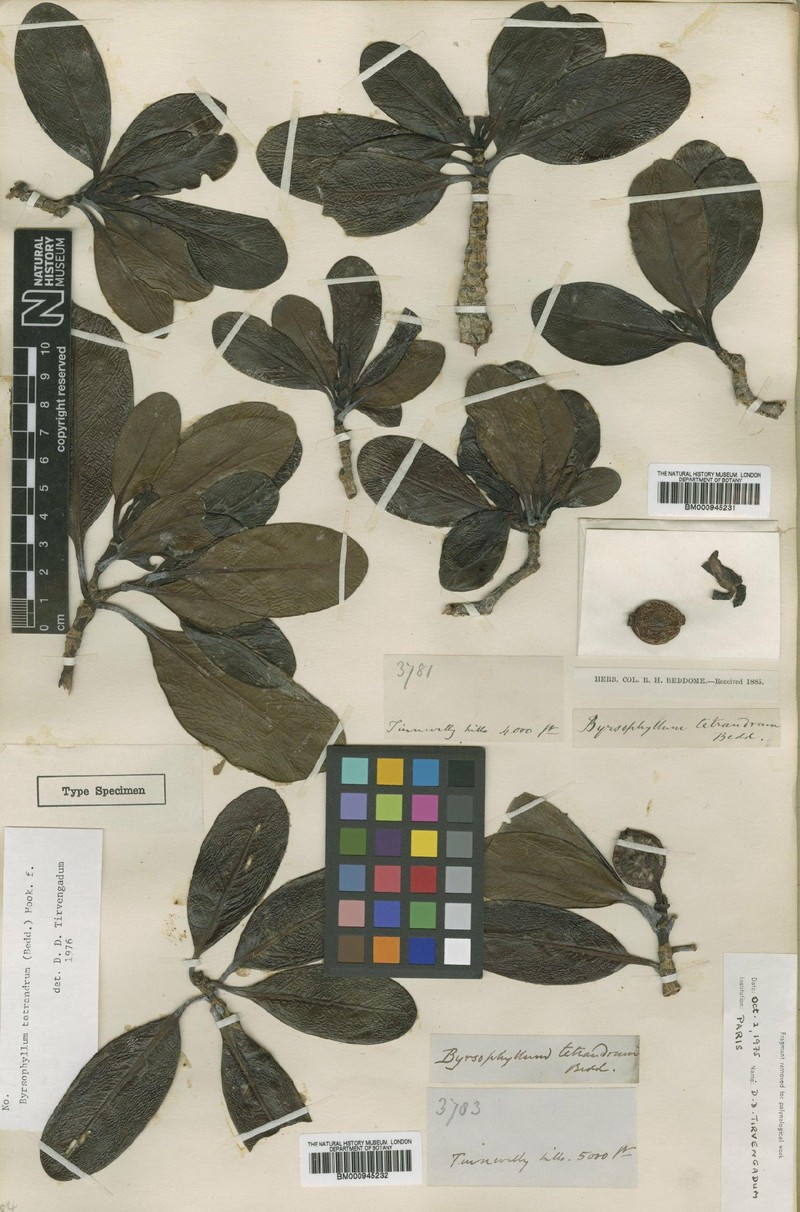 Byrsophyllum tetrandrum photo 4