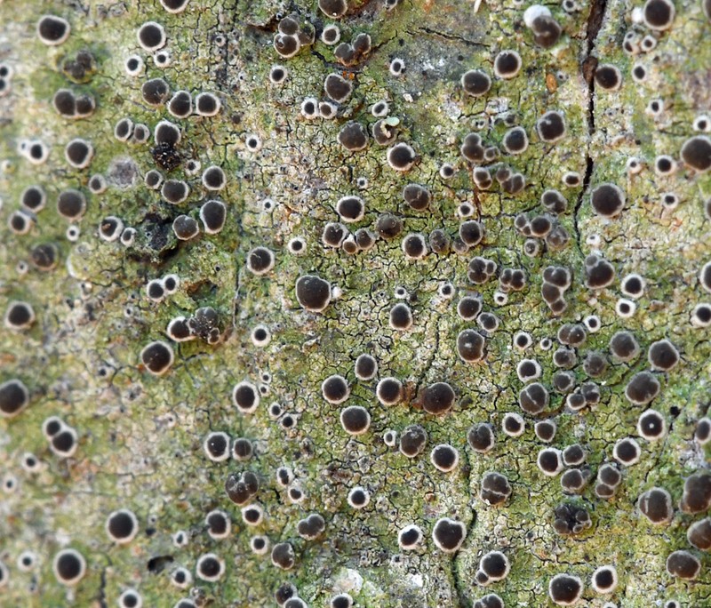Byssoloma Lichen