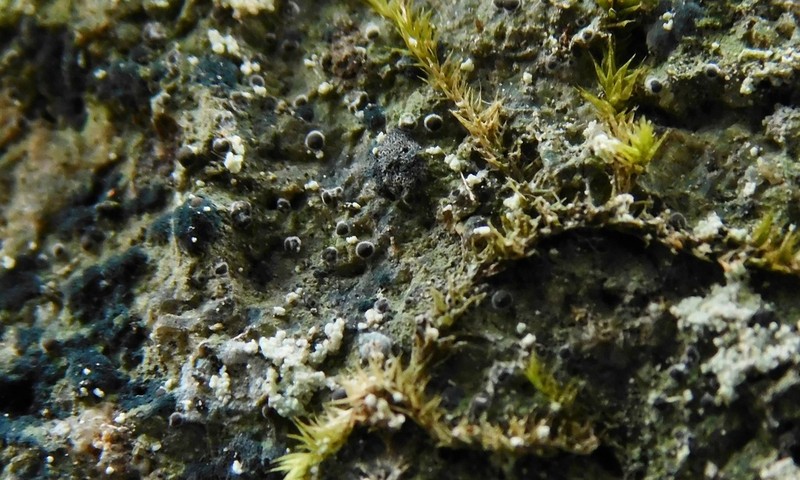 Byssoloma Lichen photo 2