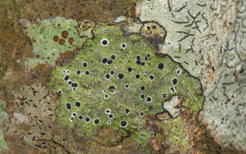 Byssoloma Lichen photo 3