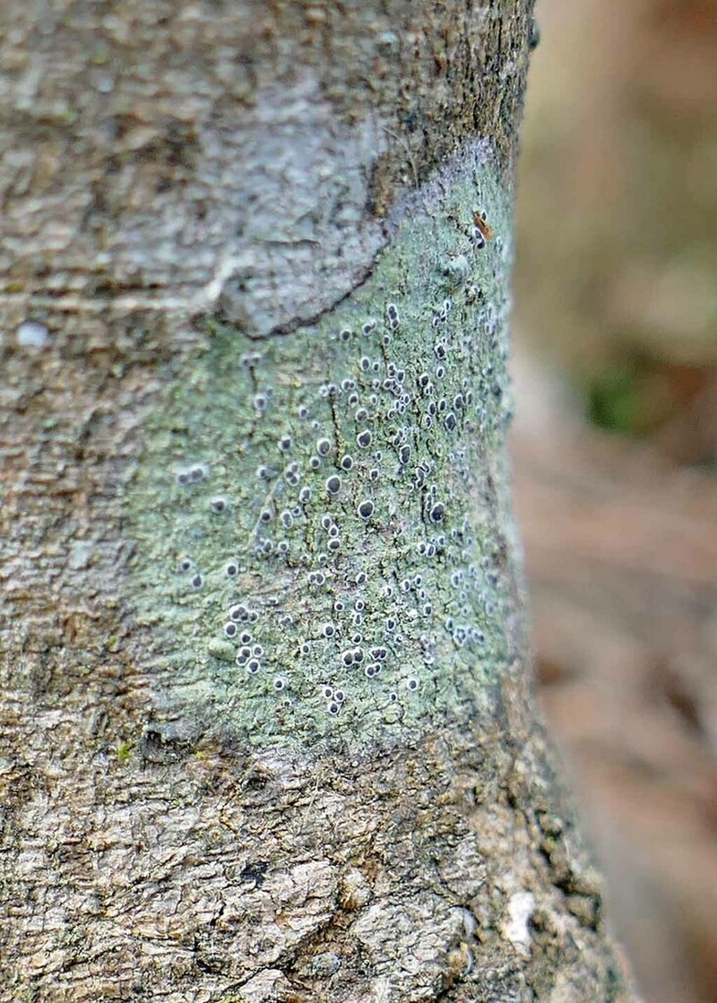 Byssoloma Lichen photo 4