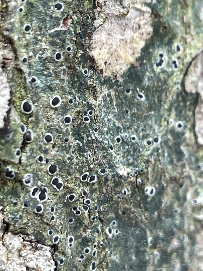 Byssoloma Lichen photo 5