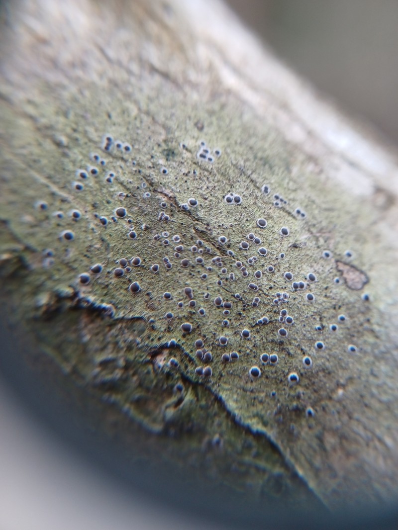 Byssoloma Lichen photo 6
