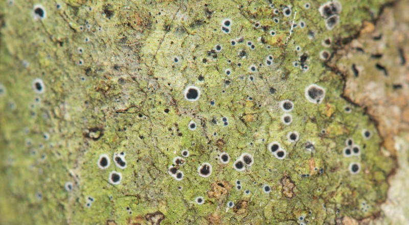 Byssoloma Lichen photo 7