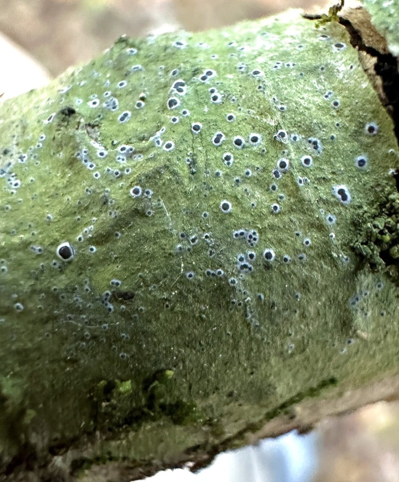 Byssoloma Lichen photo 8