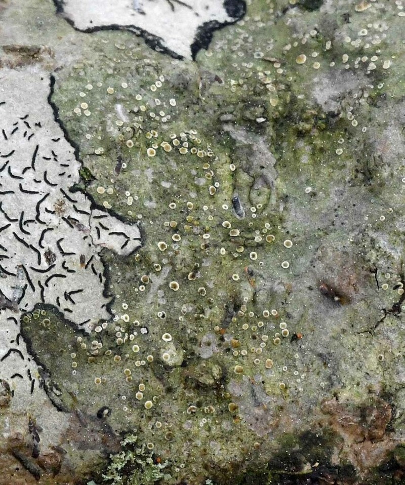 Byssoloma meadii