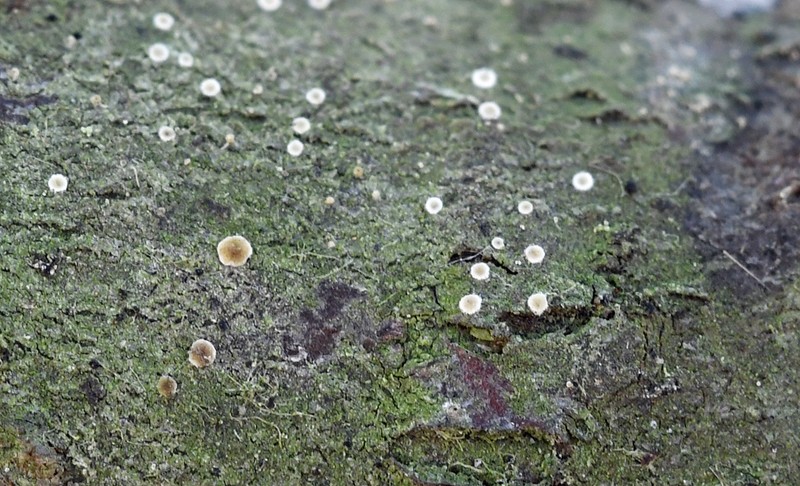 Byssoloma pubescens photo 5