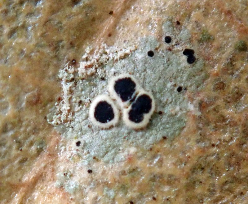 Byssoloma Lichen