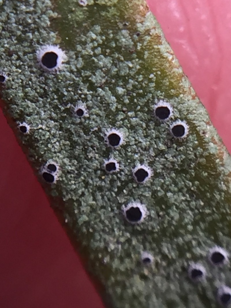 Byssoloma Lichen
