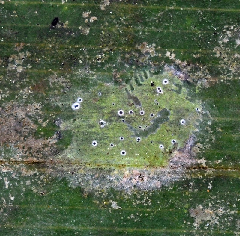 Byssoloma Lichen photo 2