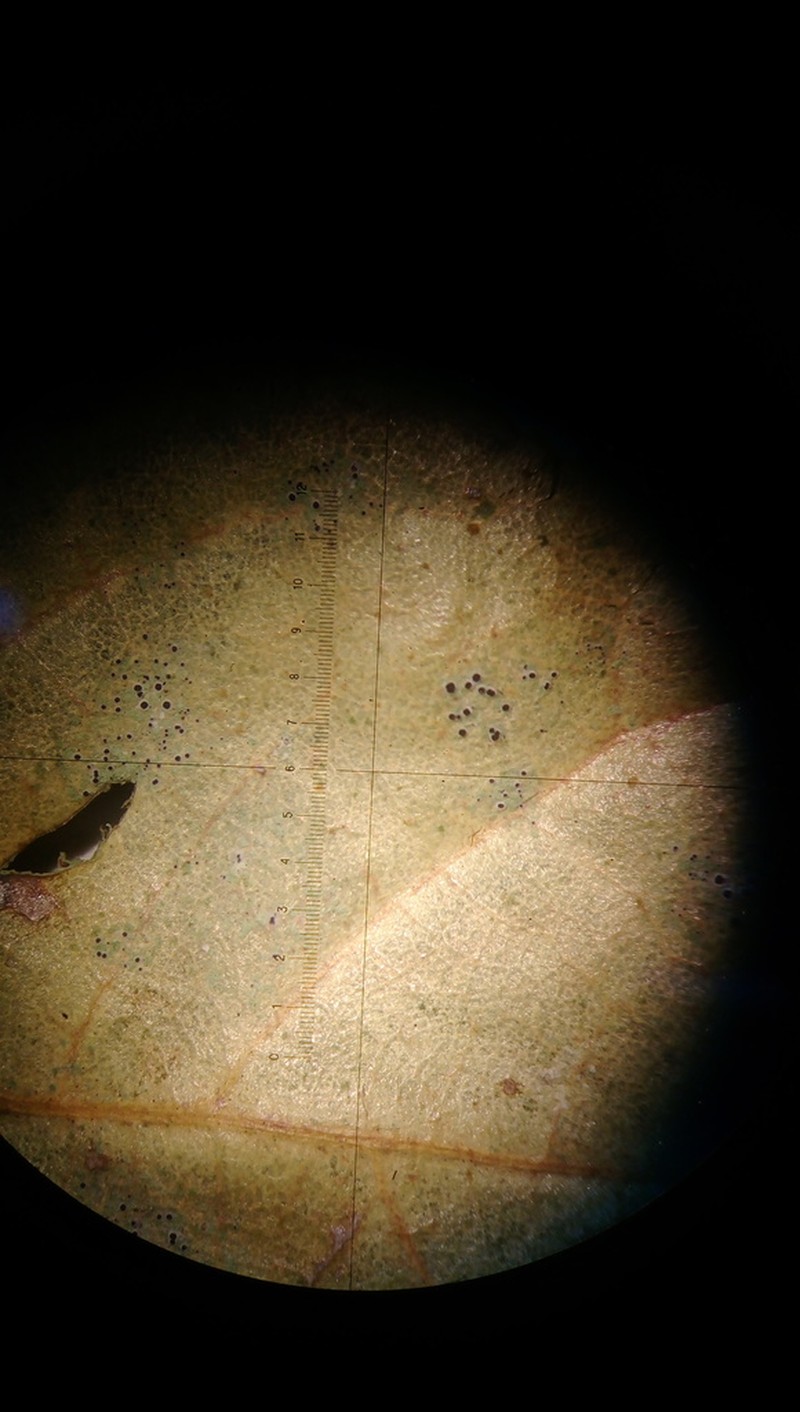 Byssoloma Lichen photo 3