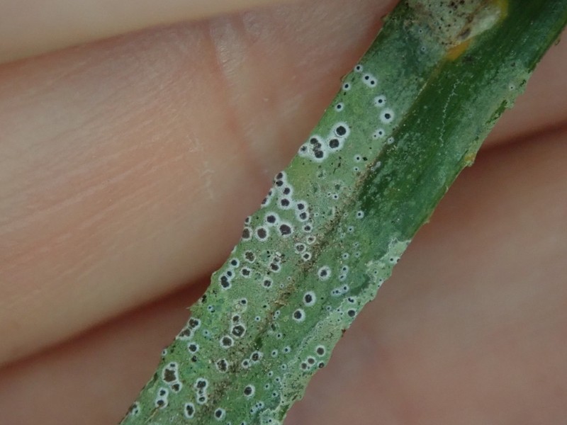 Byssoloma Lichen photo 5
