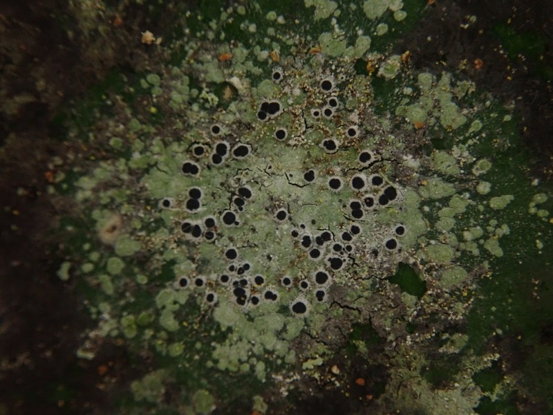 Byssoloma Lichen photo 6