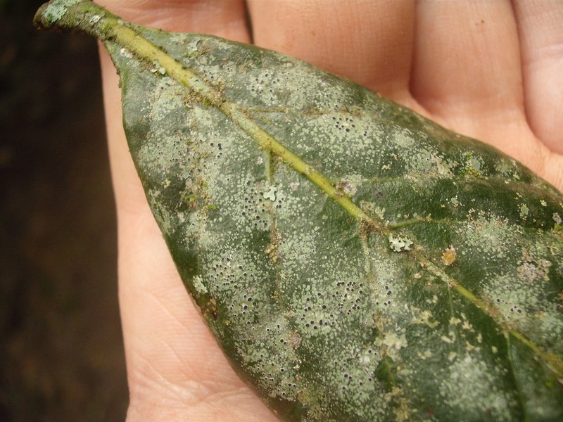 Byssoloma Lichen photo 7
