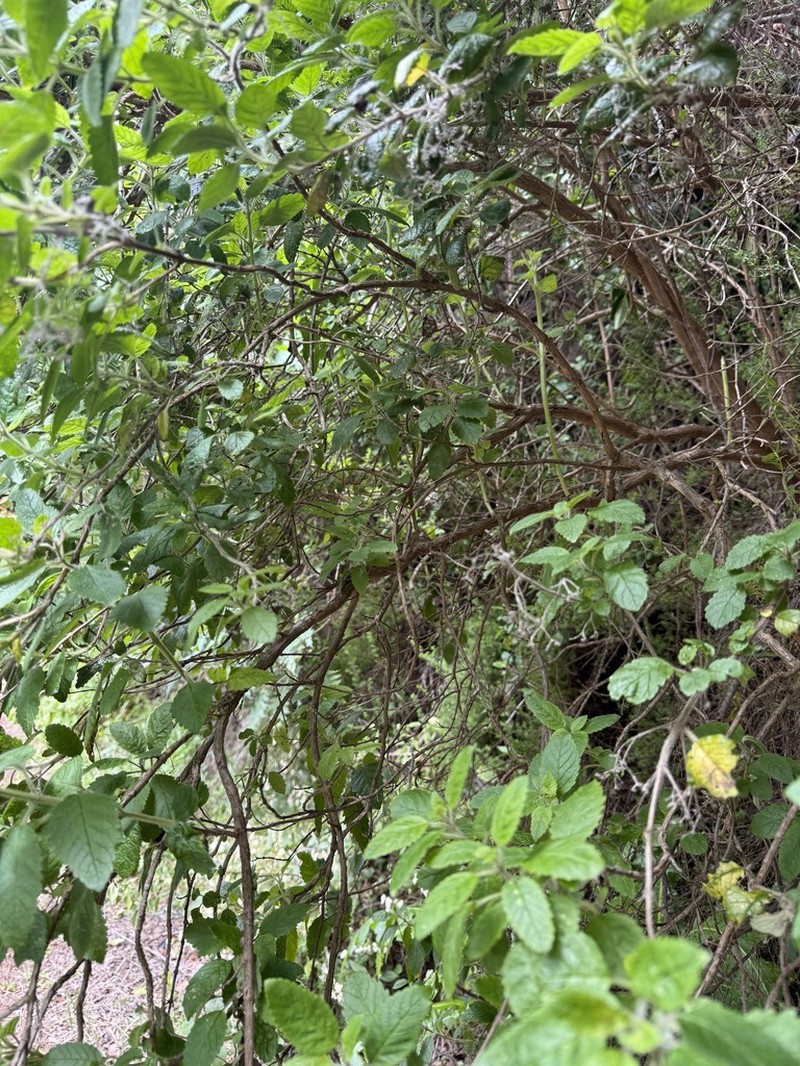 Bystropogon canariensis
