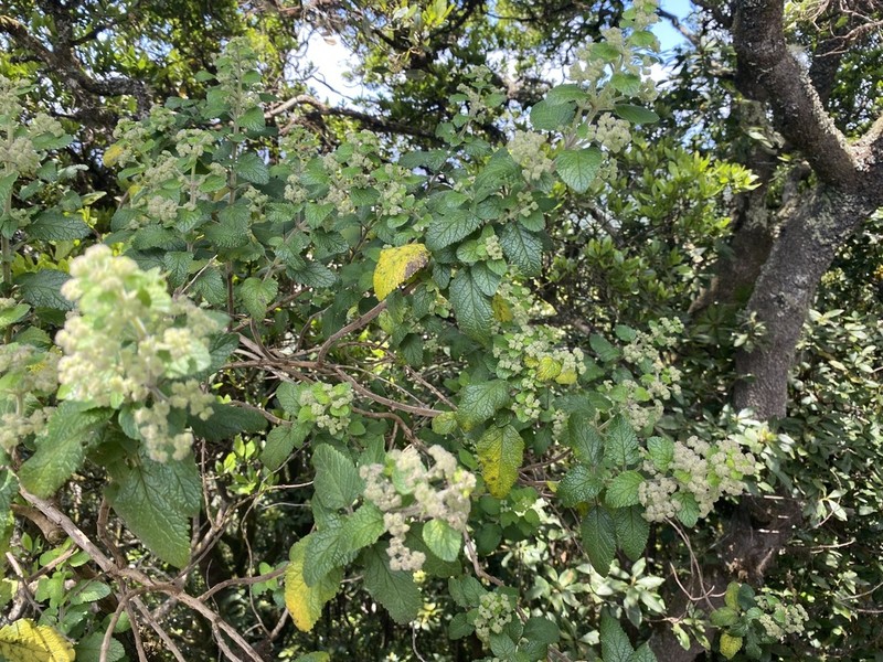 Bystropogon canariensis photo 3