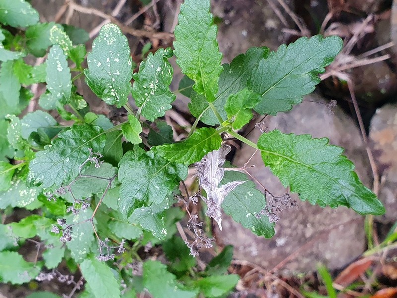 Bystropogon maderensis