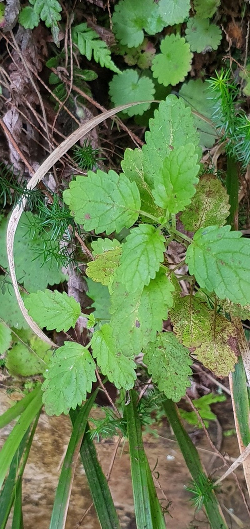 Bystropogon maderensis photo 3