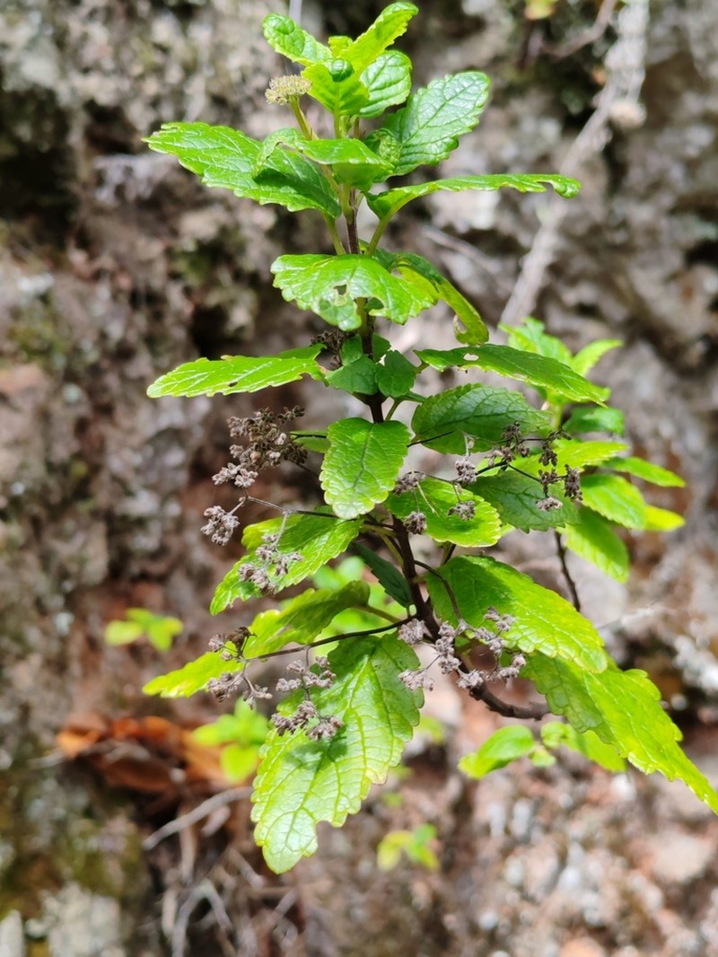 Bystropogon maderensis photo 6