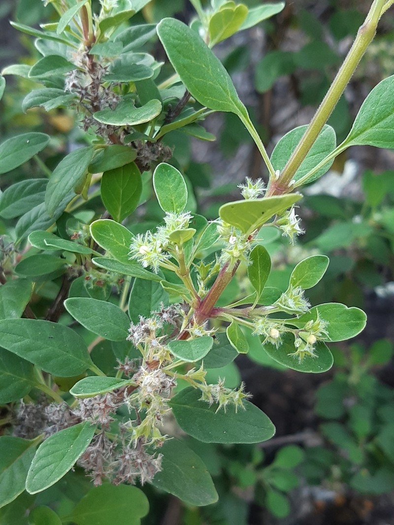 Bystropogon odoratissimus