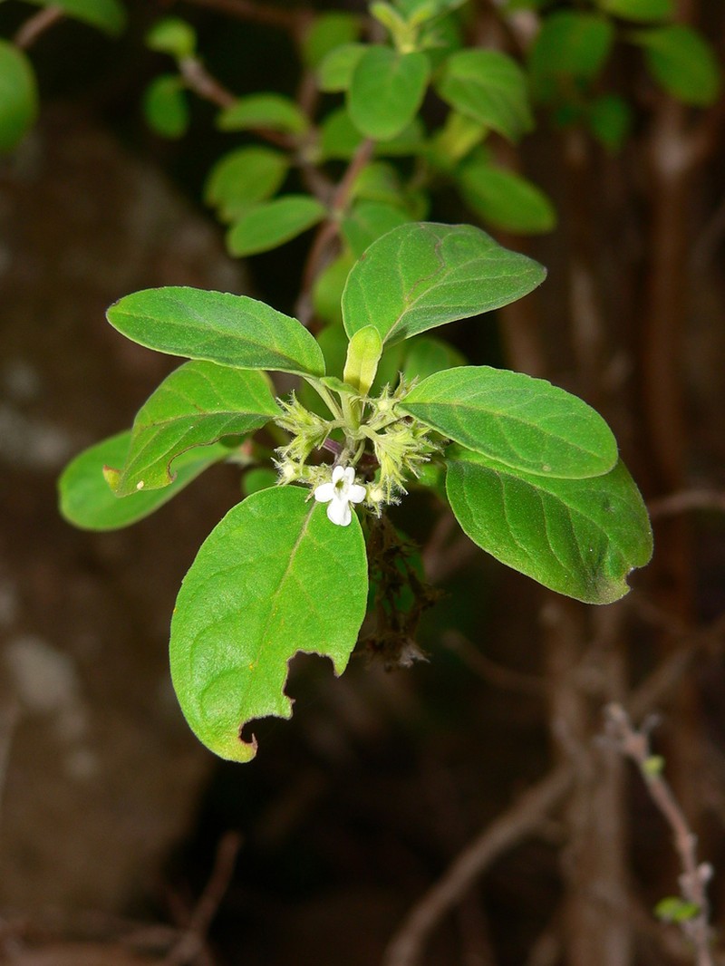Bystropogon odoratissimus photo 2