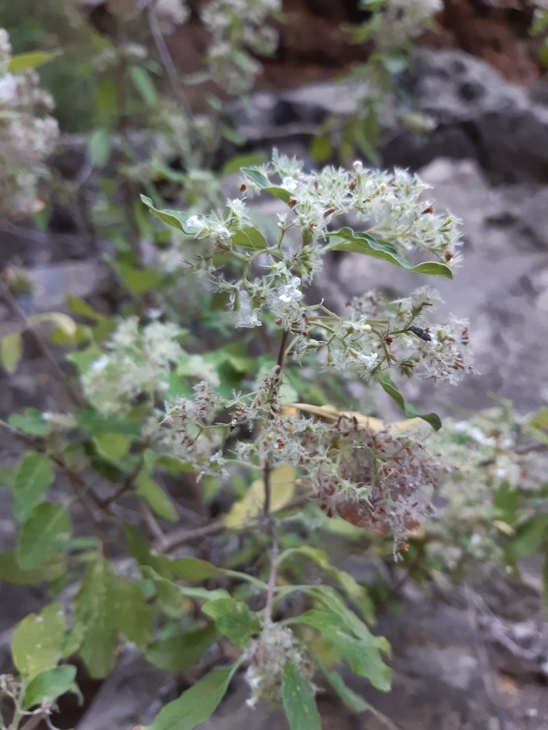 Bystropogon odoratissimus photo 3