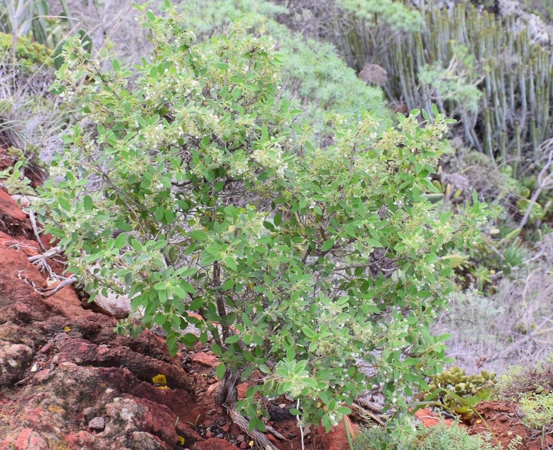 Bystropogon odoratissimus photo 8