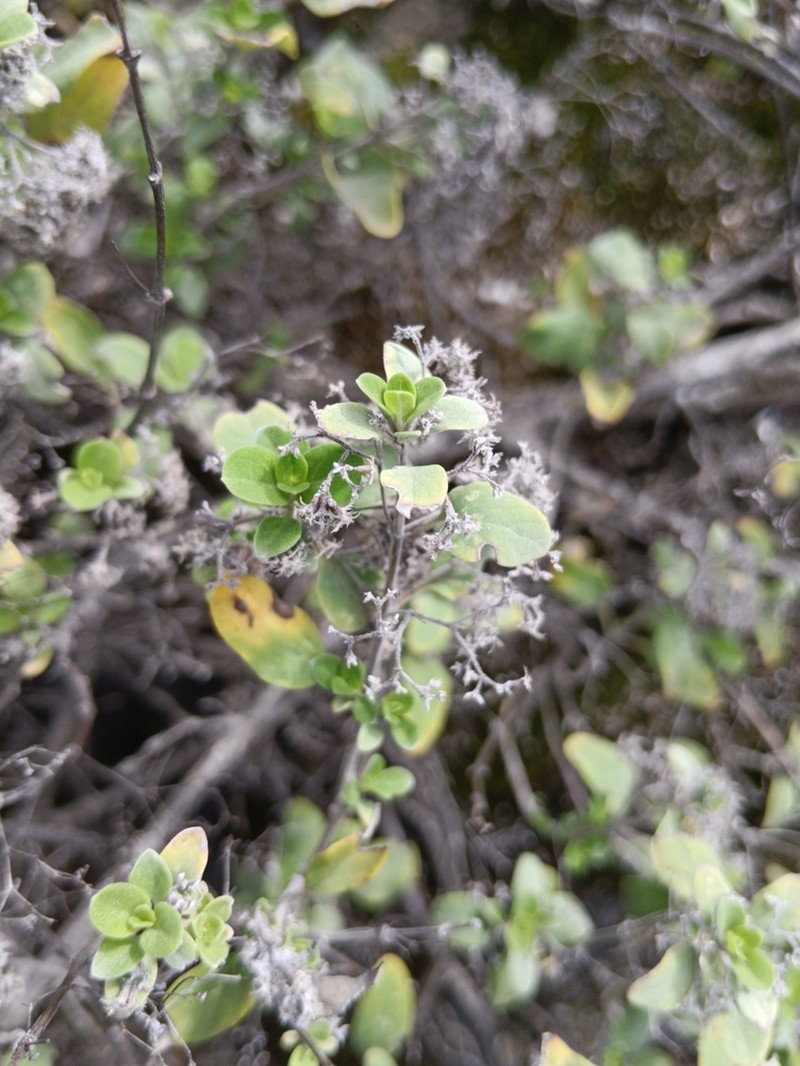 Bystropogon origanifolius