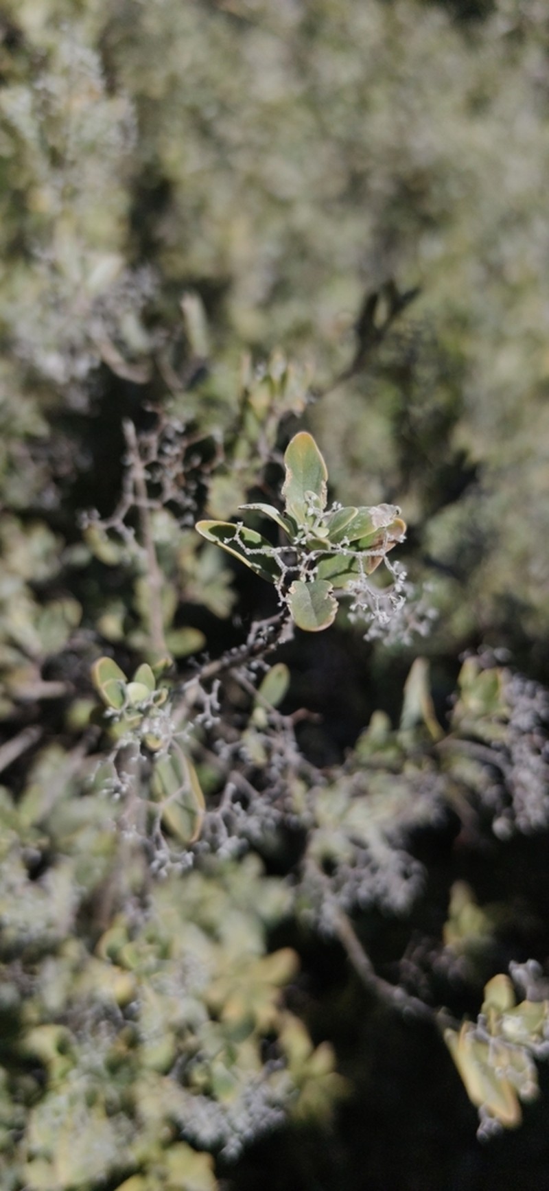 Bystropogon origanifolius photo 2