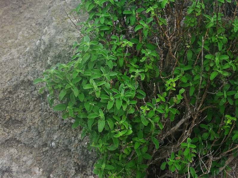 Bystropogon origanifolius photo 3