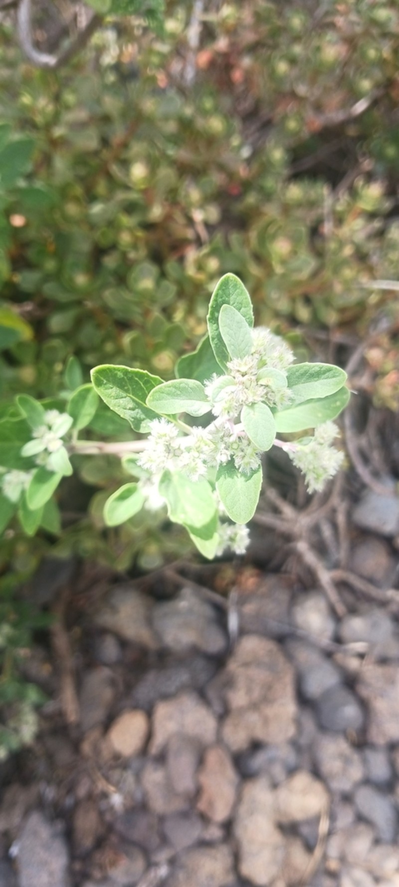 Bystropogon origanifolius photo 4