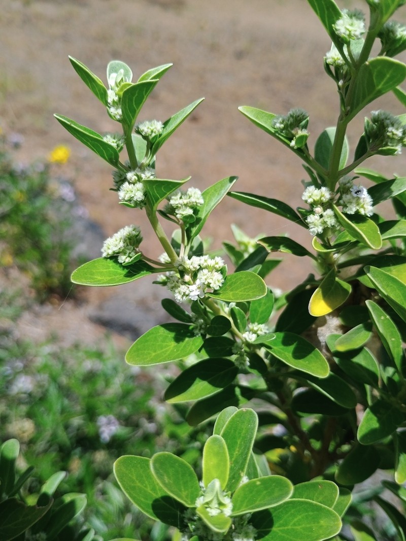 Bystropogon origanifolius photo 5