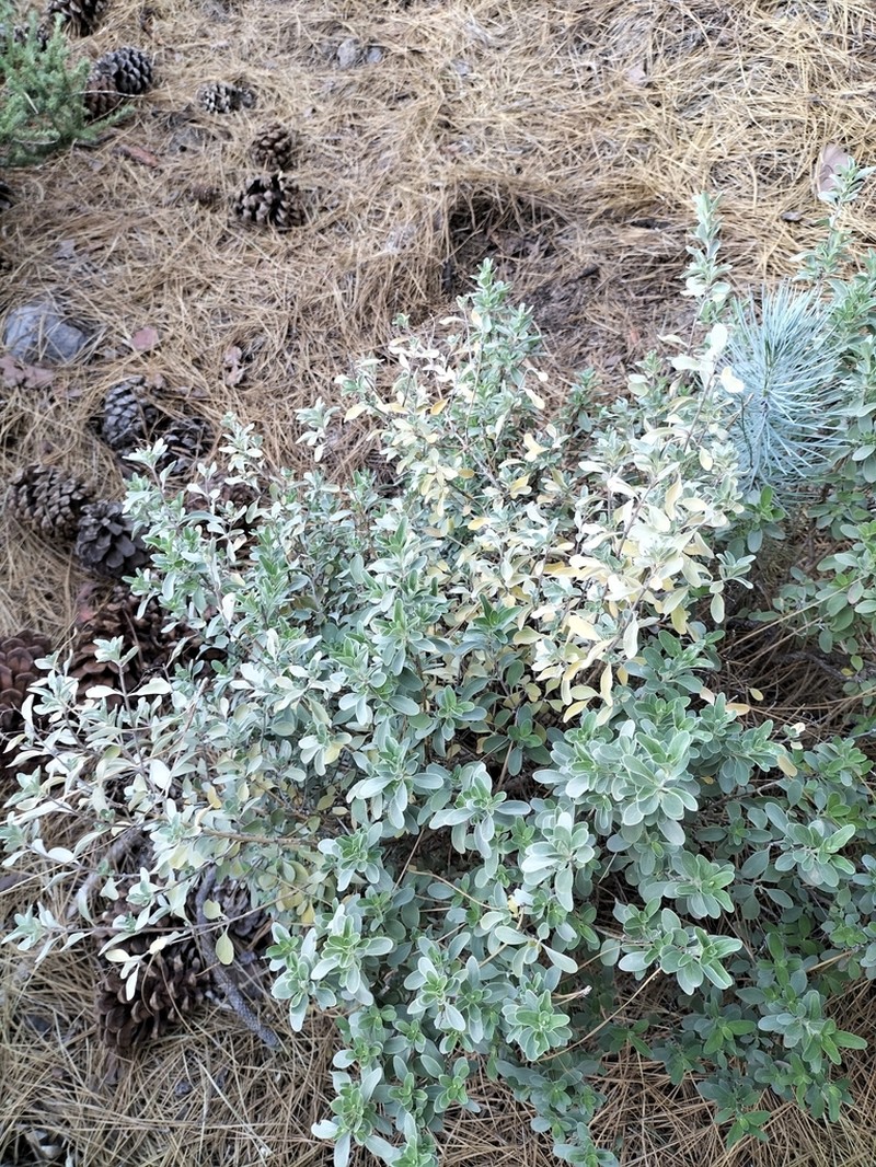 Bystropogon origanifolius photo 6
