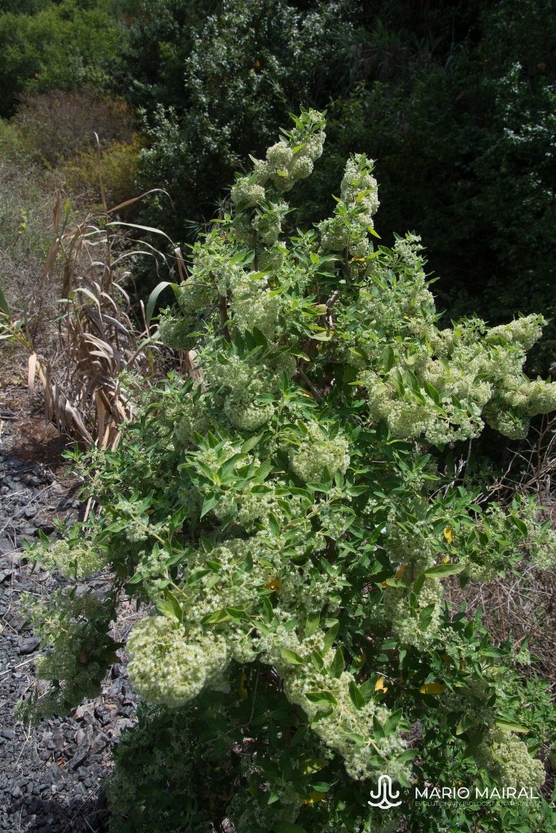 Bystropogon origanifolius photo 8