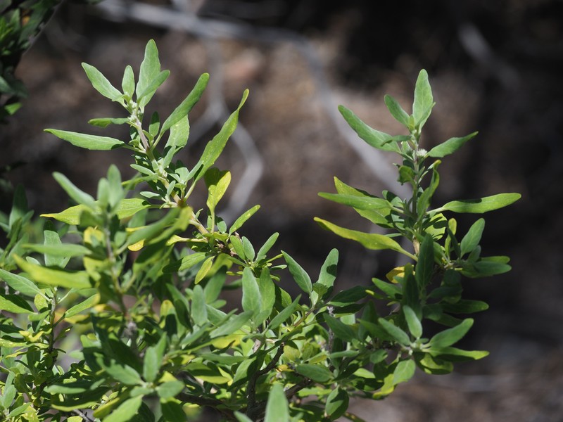 Bystropogon origanifolius var. canariae