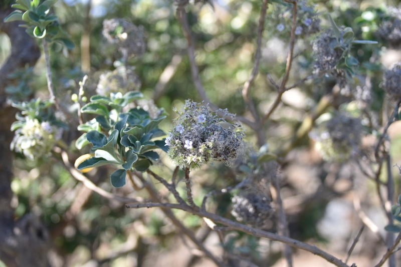 Bystropogon origanifolius var. ferrensis