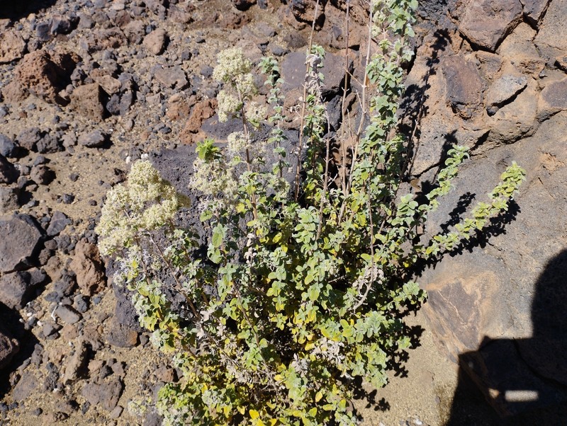 Bystropogon origanifolius var. origanifolius
