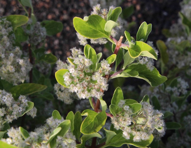 Bystropogon origanifolius var. palmensis