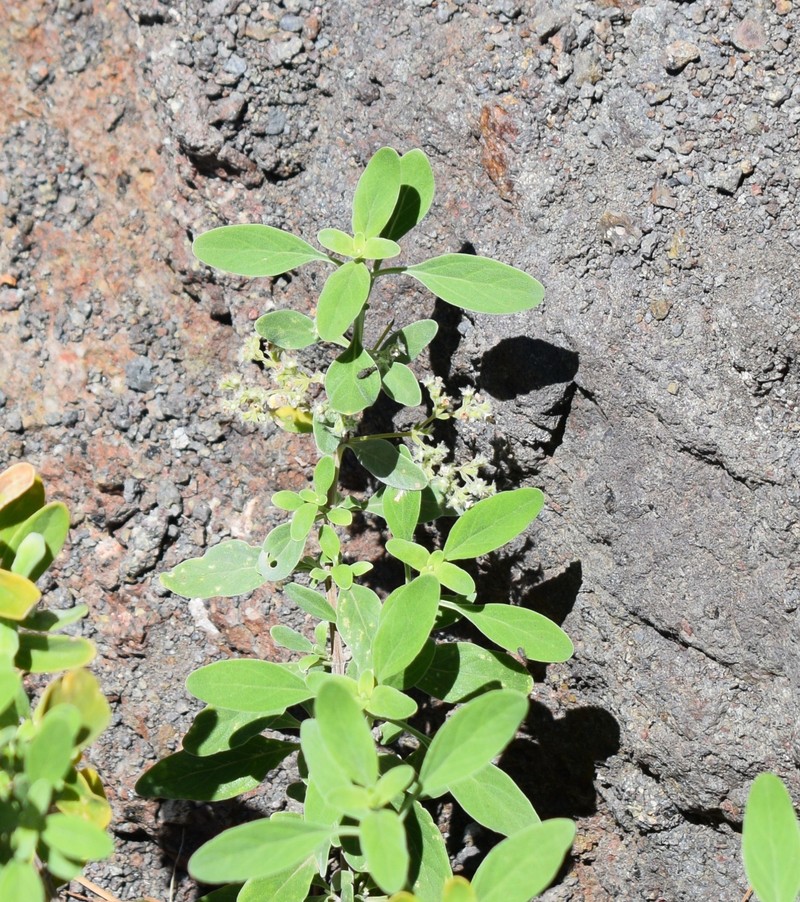 Bystropogon origanifolius var. palmensis photo 4