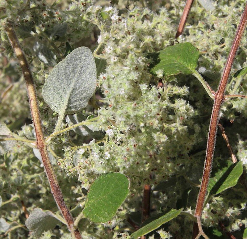 Bystropogon plumosus photo 3