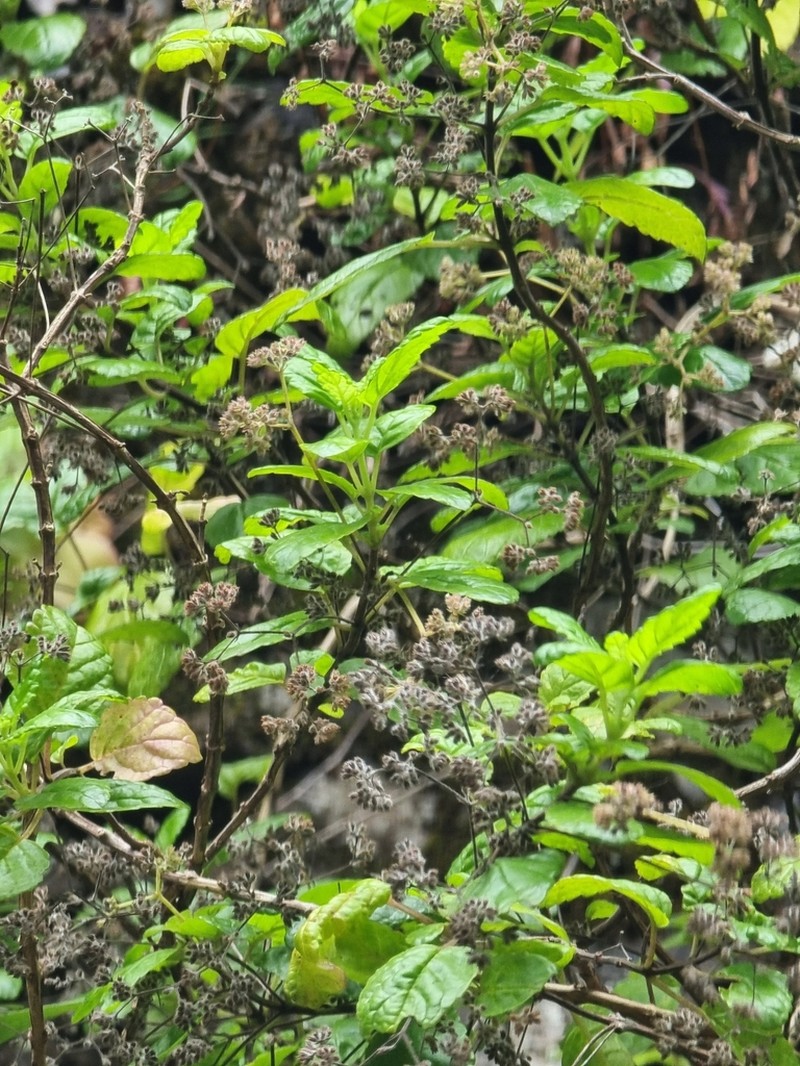 Bystropogon punctatus photo 2