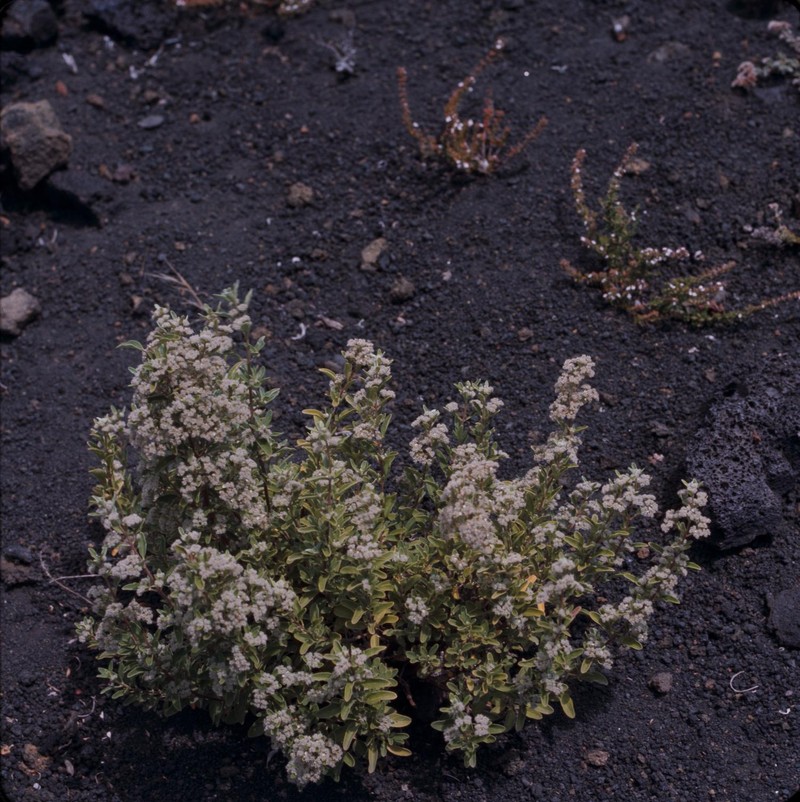 Bystropogon wildpretii