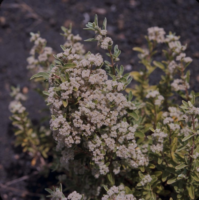 Bystropogon wildpretii photo 2